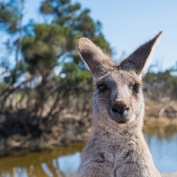 Study Abroad in Australia